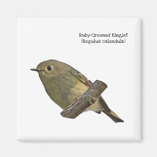 Aimant Ruby-Crowned Kinglet (Devant)