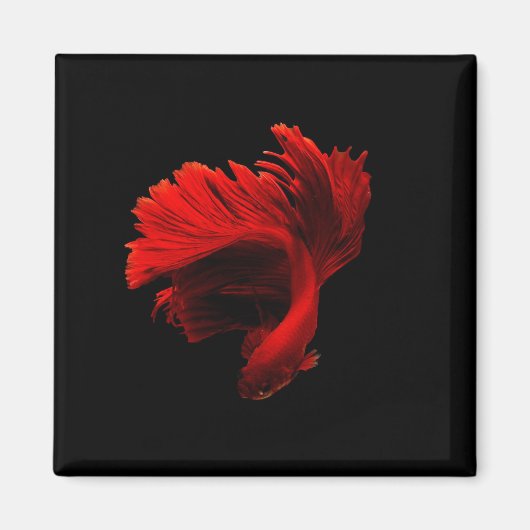 Aimant Ruby Red Siamese Lutter contre le poisson (Devant)