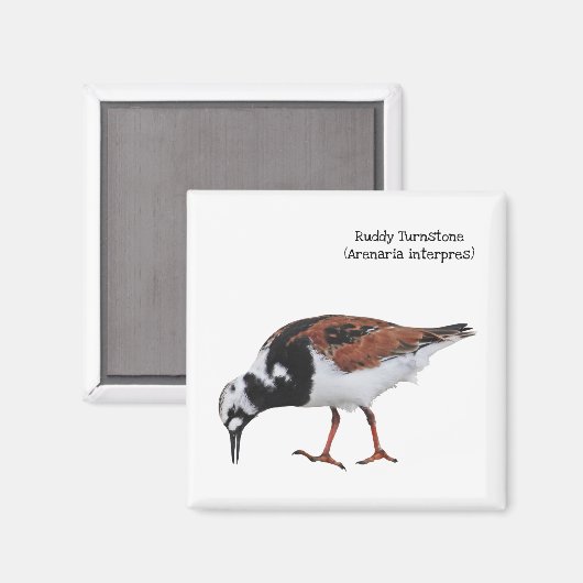 Aimant Ruddy Turnstone (Recto/Verso)