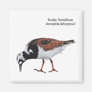 Aimant Ruddy Turnstone