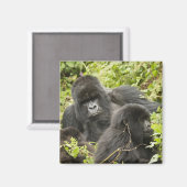 Aimant Rwanda, Parc national des volcans (Recto/Verso)