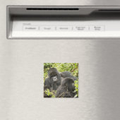 Aimant Rwanda, Parc national des volcans (In Situ (Lave-vaisselle))