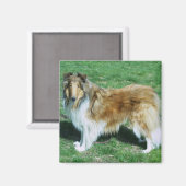 Aimant Sable Rough Collie (Recto/Verso)