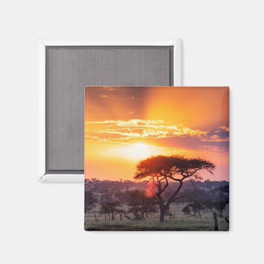 Aimant Safari dans le Parc National du Serengeti (Recto/Verso)