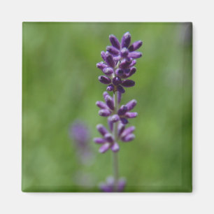 Aimant sage