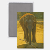 Aimant Sagesse des éléphants d'or - faune majestueuse (Recto/Verso)