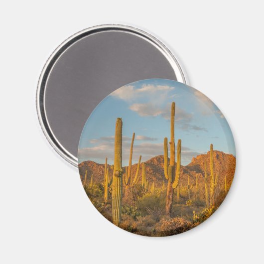 Aimant Saguaro cactus at sunset (Recto/Verso)