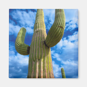 Aimant Saguaro cactus portrait, Arizona