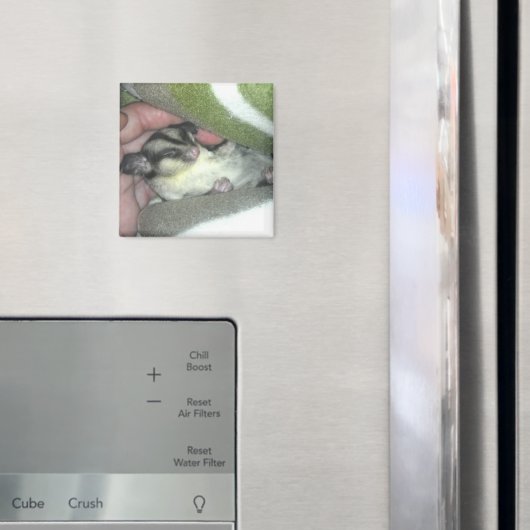 Aimant Saigneuse à sucre dormant dans la couverture (In situ (réfrigérateur))