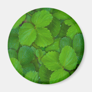 Aimant Saint Basil Tulsi Green Mint Feuilles