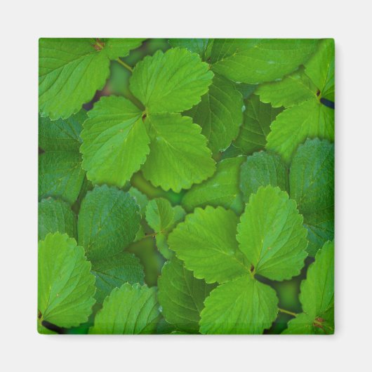 Aimant Saint Basil Tulsi Green Mint Feuilles (Devant)