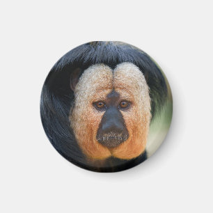 Aimant Saki à visage blanc