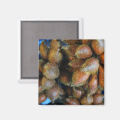 Aimant Salak [Fruit de serpent] (Recto/Verso)