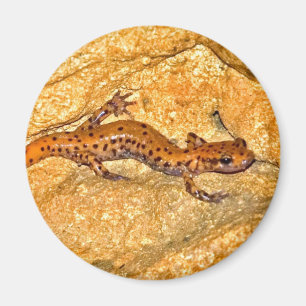 Aimant Salamandre de caverne