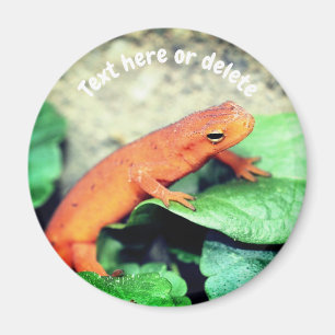 Aimant Salamandre Red Eft Nature Personnalisée