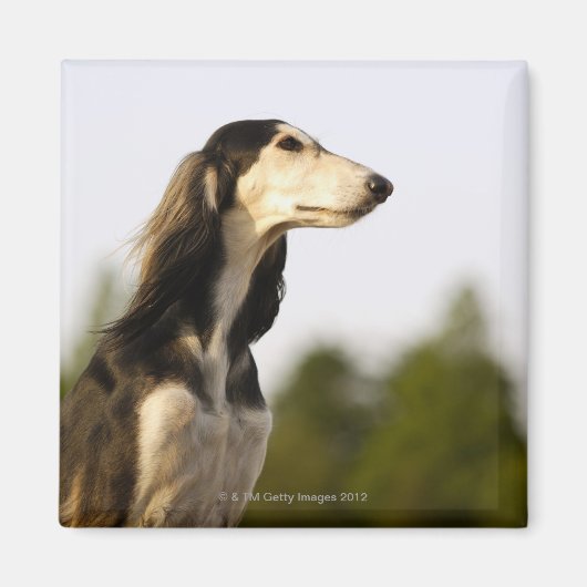 Aimant Saluki (Devant)