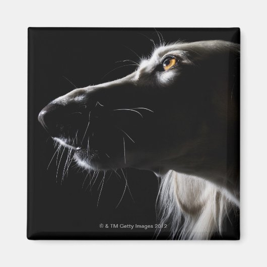 Aimant Saluki, portrait (Devant)