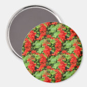 Aimant Salvia... (Recto/Verso)