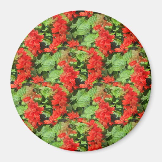 Aimant Salvia... (Devant)