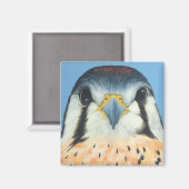 Aimant Sam, un Kestral américain (Recto/Verso)