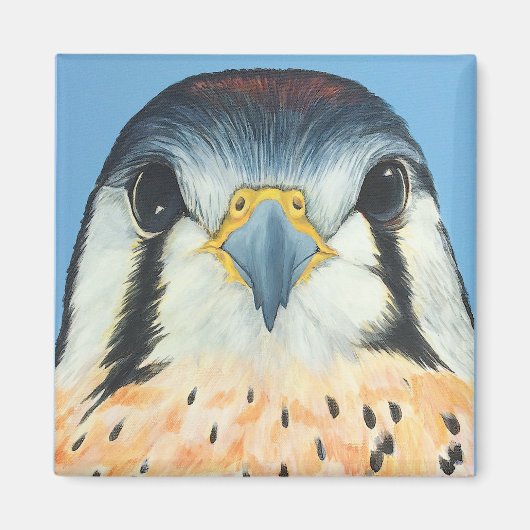 Aimant Sam, un Kestral américain (Devant)