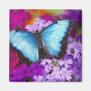 Aimant Sammamish Washington Papillon Tropical