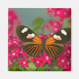 Aimant Sammamish Washington Photographie d'un papillon su