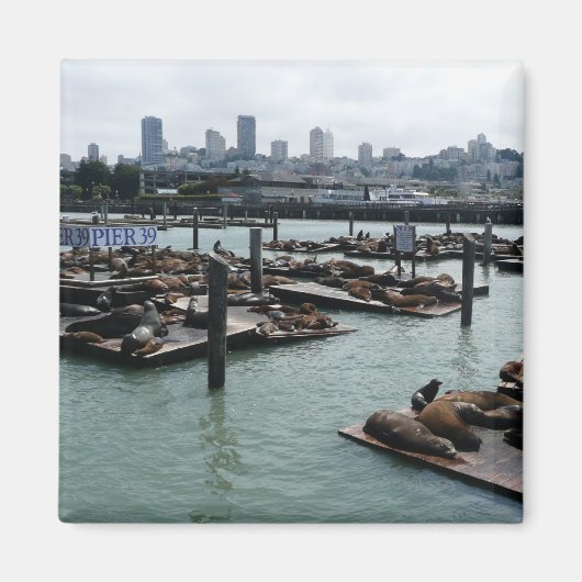 Aimant San Francisco et Pier 39 Sea Lions City Skyline (Devant)