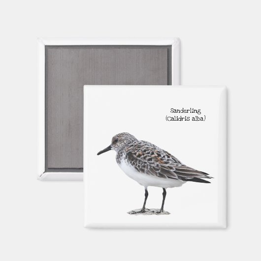 Aimant Sanderling (Recto/Verso)