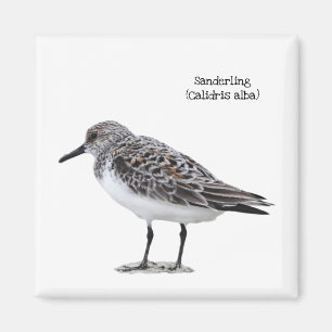 Aimant Sanderling