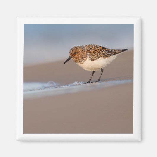Aimant Sanderling 2x2 (Devant)