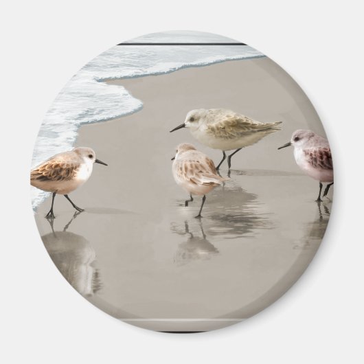 Aimant Sandpipers au bord du rivage (Devant)