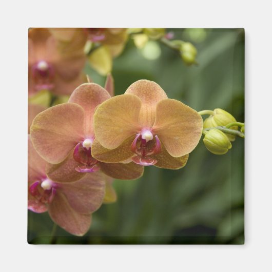 Aimant Sanskrit de Singapour pour Lion City). National 2 (Devant)