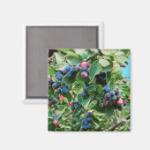 Aimant Saskatoon (Recto/Verso)