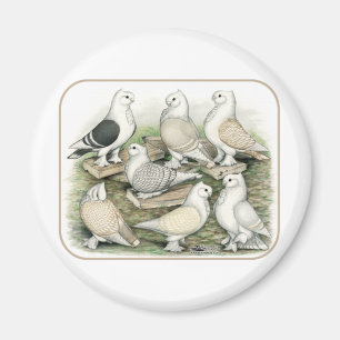 Aimant Satinettes de pigeons de frill classique