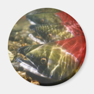 Aimant Saumon de saumon rouge