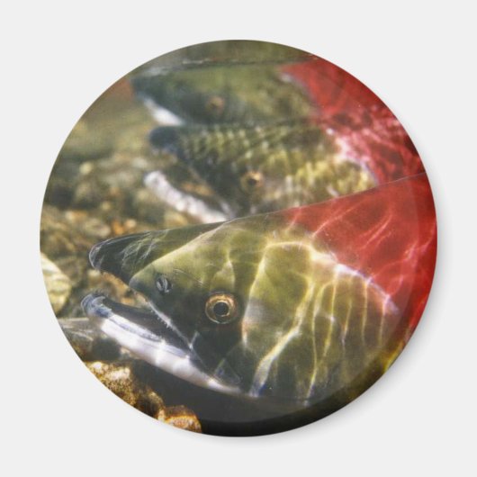 Aimant Saumon Sockeye (Devant)