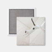 Aimant Saut de chat (Recto/Verso)