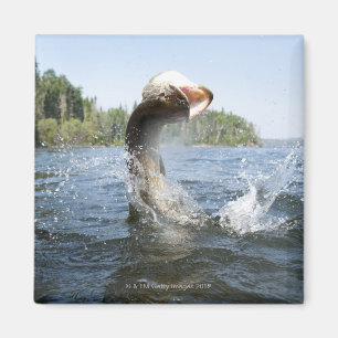 Aimant Sauter de Pike du nord de l'eau dans un lac