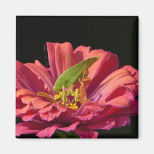 Aimant Sauterelle sur Zinnia