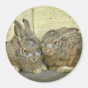 Aimant (sauvage) de bébés de lapin