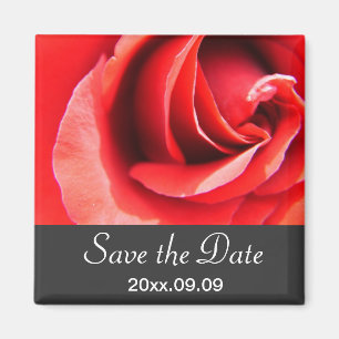 Aimant sauver la date, fleur de rose rouge