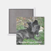 Aimant SAUVER NOS LOUPS GRIS Faune Loup Noir Pup (Recto/Verso)