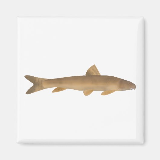 Aimant Scaly Osman (Devant)