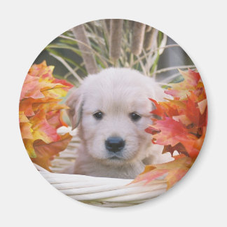 Aimant Scène d'automne de marionnettes Golden Retriever