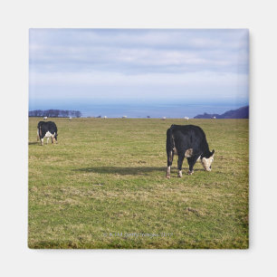 Aimant Scène pastorale des vaches dans la négligence de