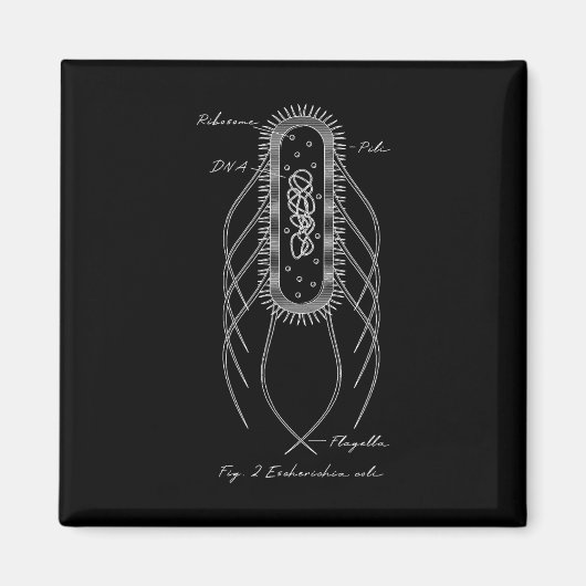 Aimant Schéma Rétro E. Coli Microbiologie Scien (Devant)