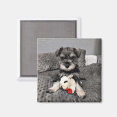 Aimant Schnauzer (Recto/Verso)