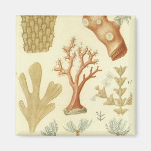 Aimant Science Textbook Biologie, Corail Vintage Animaux