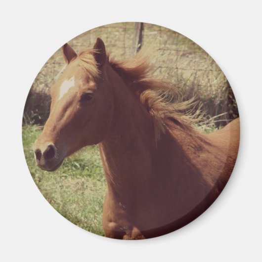 Aimant Scotch in Motion (Devant)